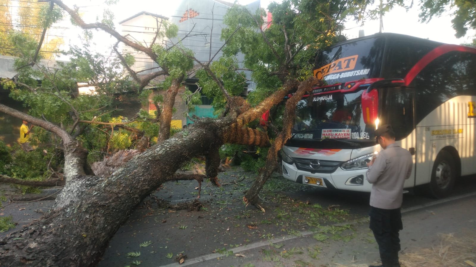 Pohon Tumbang Menimpa Bus, Untung Tidak Ada Korban