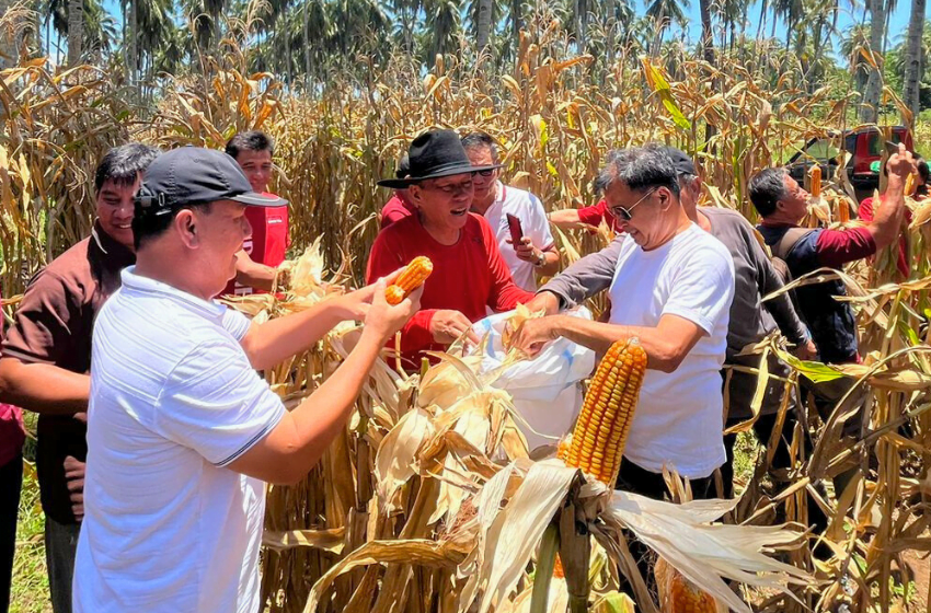 FDW Panen Jagung Bersama Kelompok Tani ODC Minsel