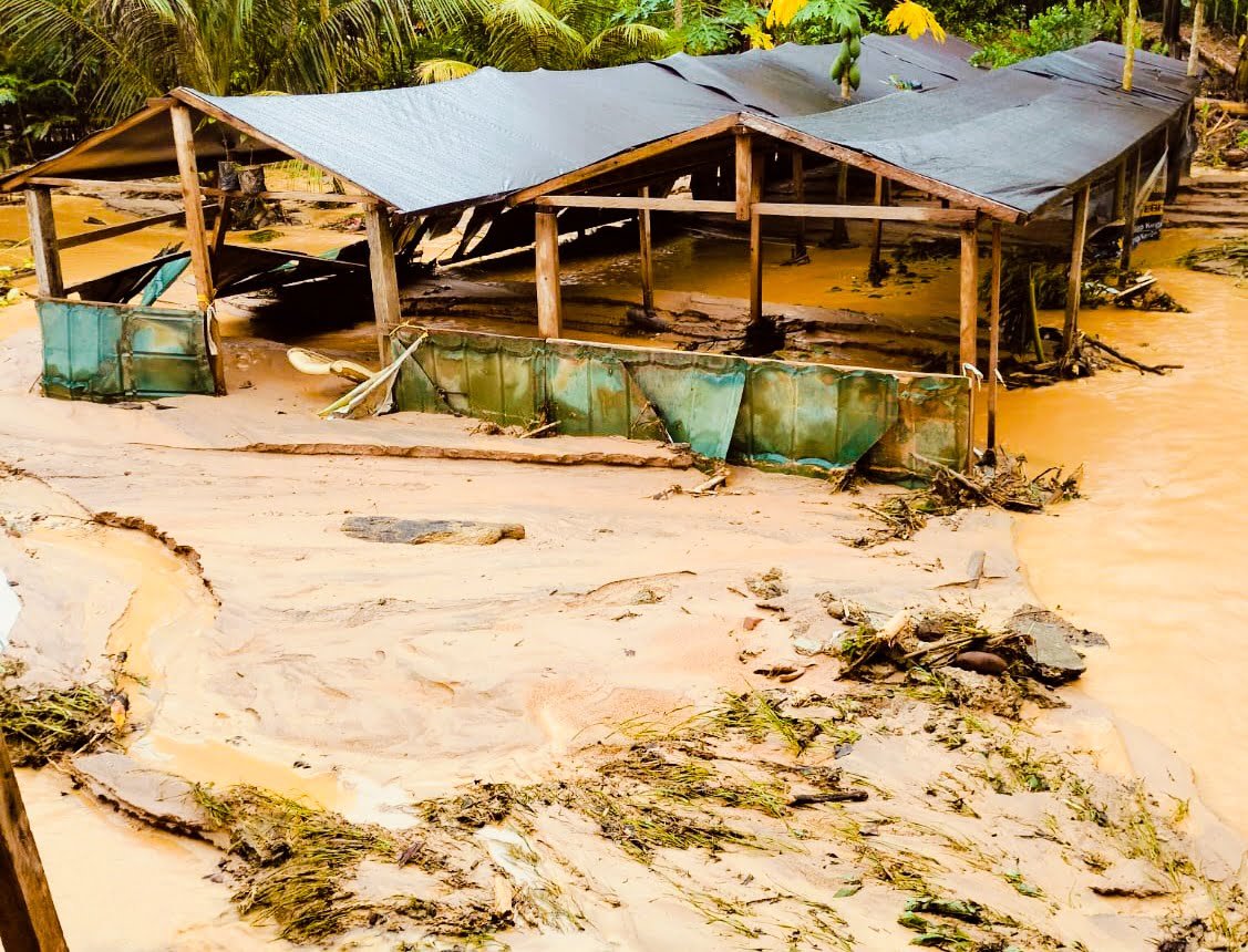 Puluhan Ribu Bibit Cacao di Desa Bakan Hancur Akibat Banjir Lumpur, Warga Menduga Aktivitas Tambang PT.JRBM