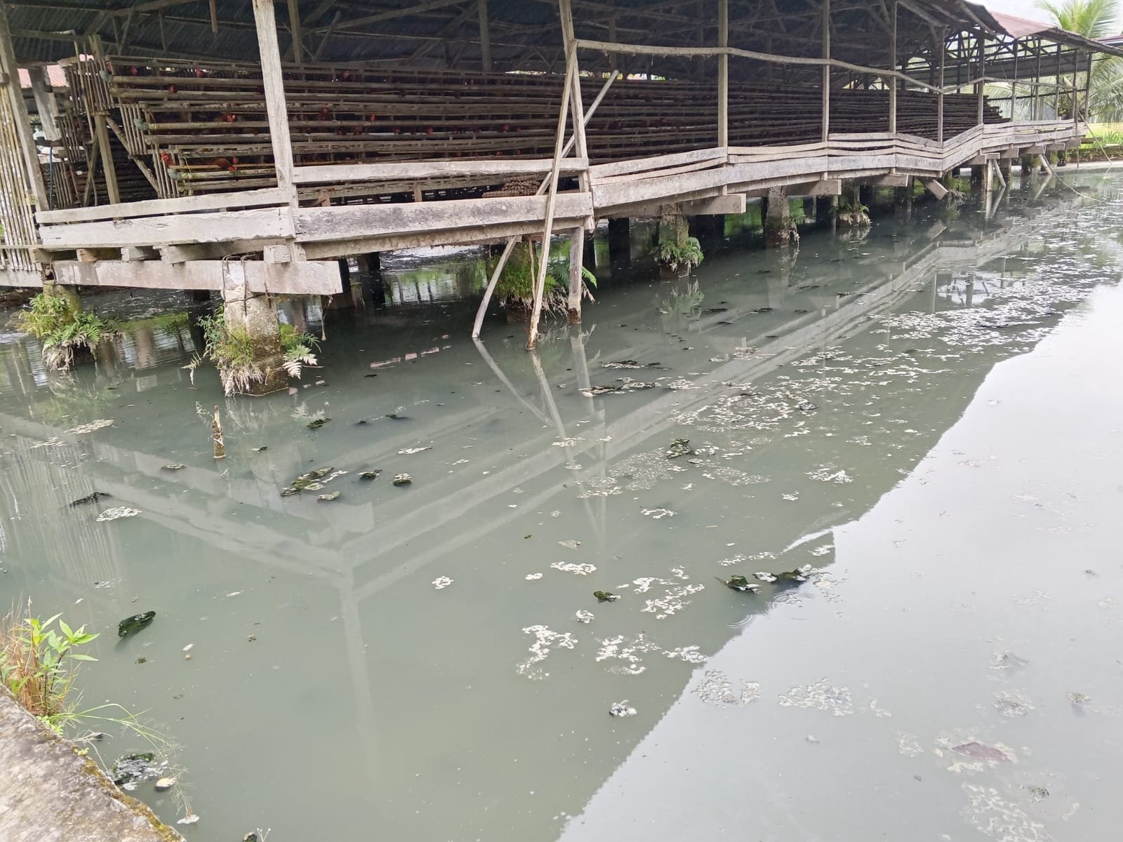 Akibat Limbah Tambang Puluhan Kolam Ikan Milik Warga Tercemar