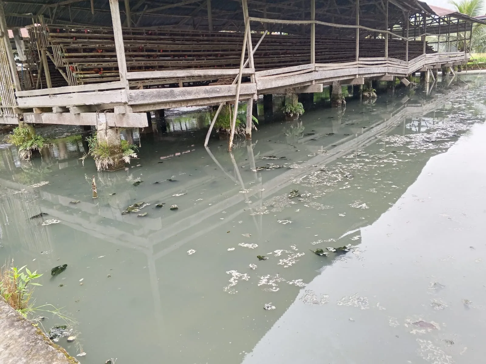 Akibat Limbah Tambang Puluhan Kolam Ikan Milik Warga Tercemar